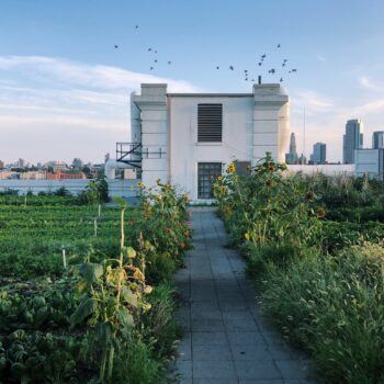 Image of Brooklyn Grange Farm, source: https://www.brooklyngrangefarm.com/