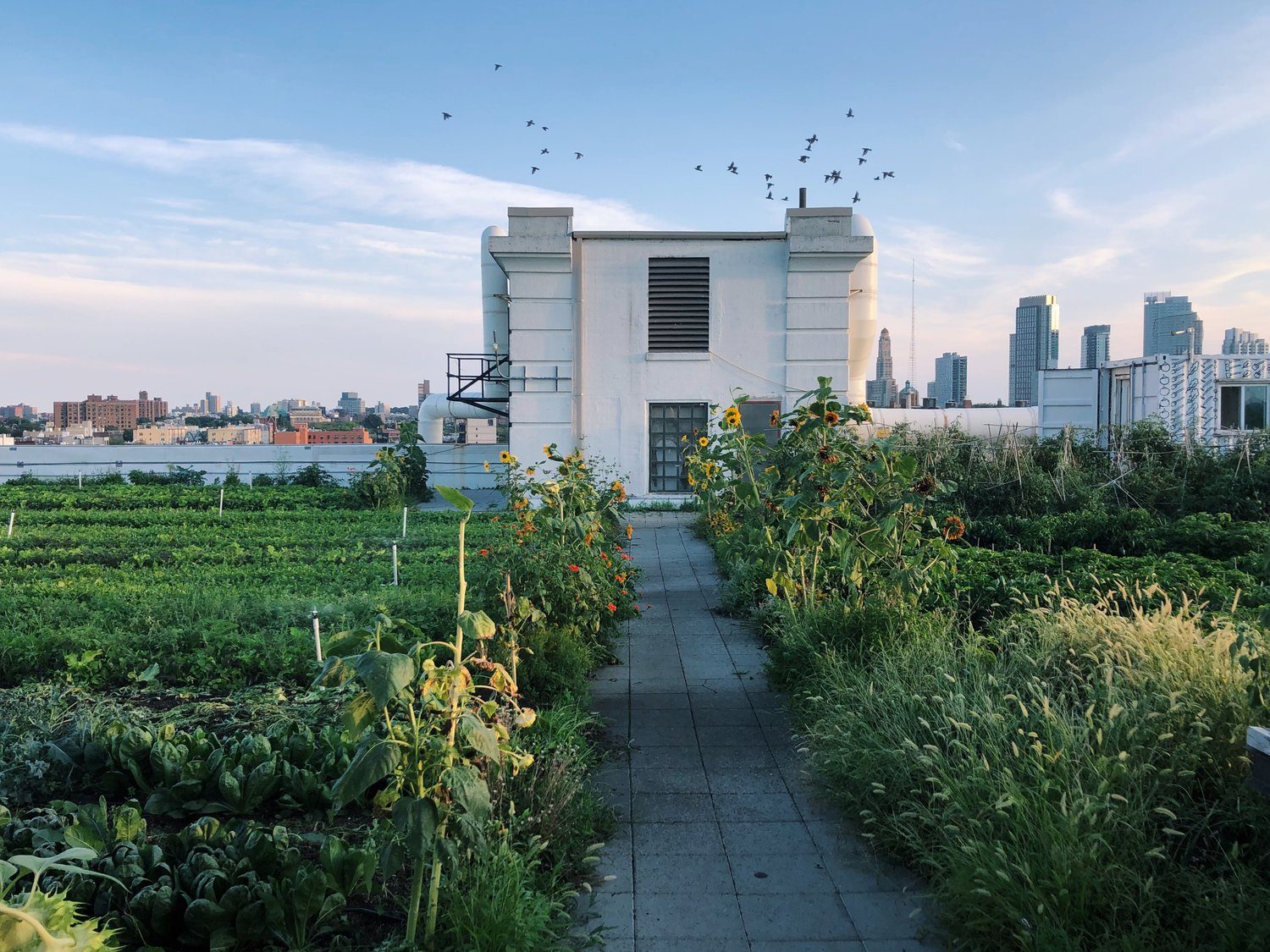 Image of Brooklyn Grange Farm, source: https://www.brooklyngrangefarm.com/